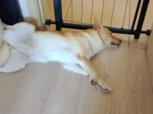 Cachorro raça SRD-ViraLata idade 3 anos nome Layde