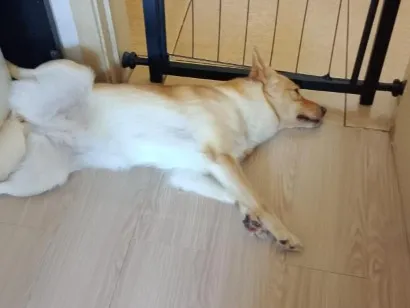 Cachorro raça SRD-ViraLata idade 3 anos nome Layde