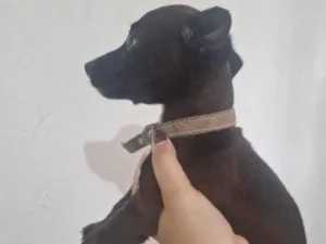Cachorro raça Pinscher idade Abaixo de 2 meses nome penélope