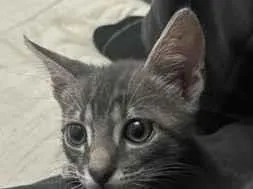 Gato raça SRD-ViraLata idade Abaixo de 2 meses nome Tukito