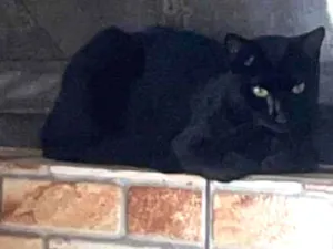 Gato raça SRD-ViraLata idade  nome Negão 