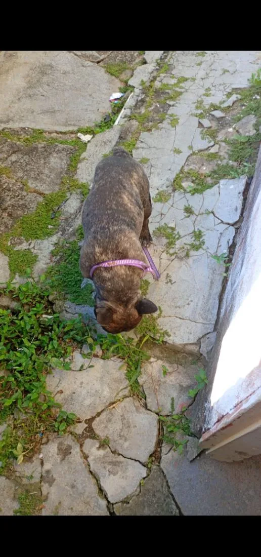 Cachorro raça SRD-ViraLata idade 1 ano nome thor