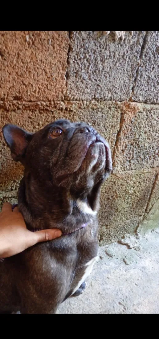 Cachorro raça SRD-ViraLata idade 1 ano nome thor