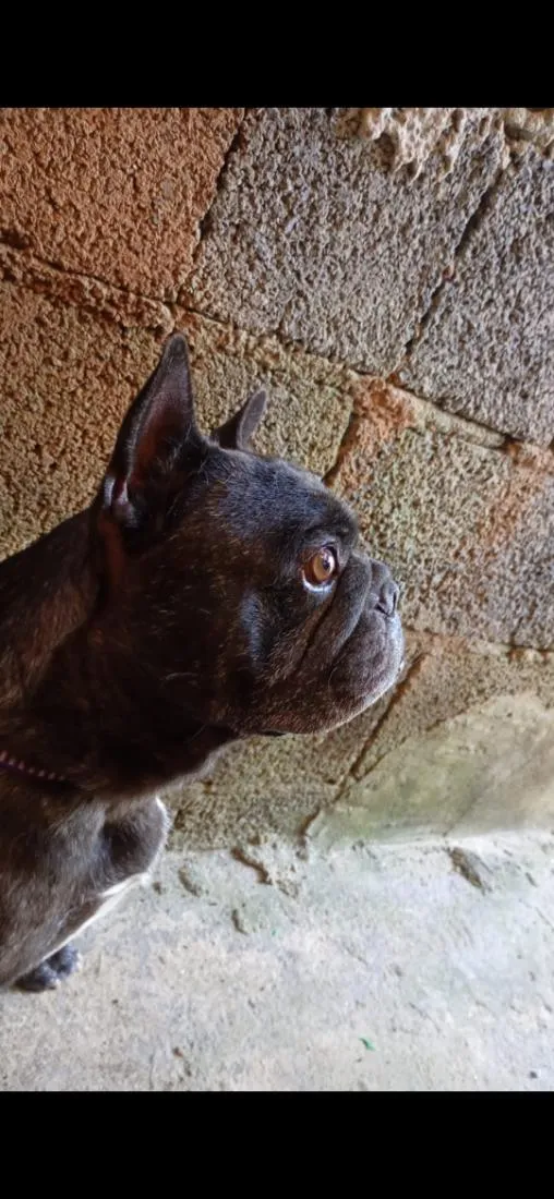 Cachorro raça SRD-ViraLata idade 1 ano nome thor