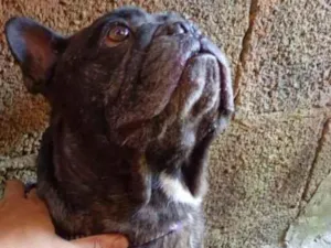 Cachorro raça SRD-ViraLata idade 1 ano nome thor