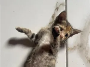 Gato raça SRD-ViraLata idade Abaixo de 2 meses nome Não tem nome 