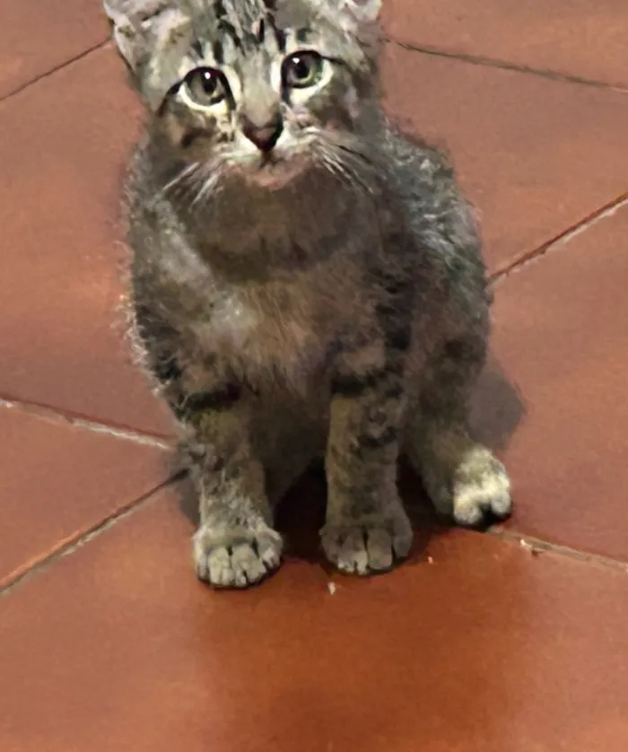 Gato raça SRD-ViraLata idade 2 a 6 meses nome Tico e Teco