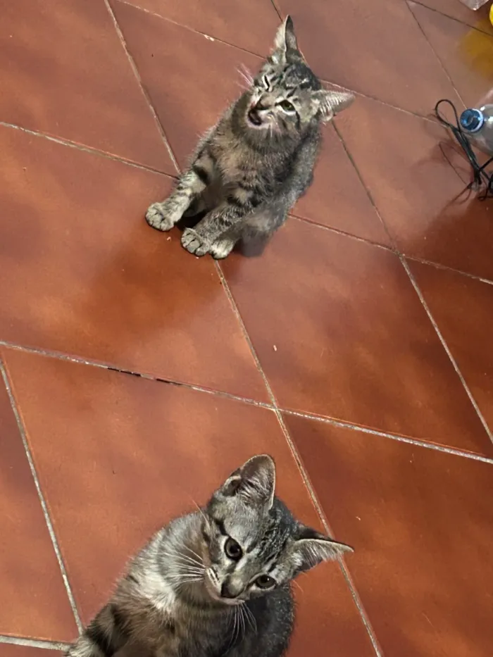 Gato raça SRD-ViraLata idade 2 a 6 meses nome Tico e Teco