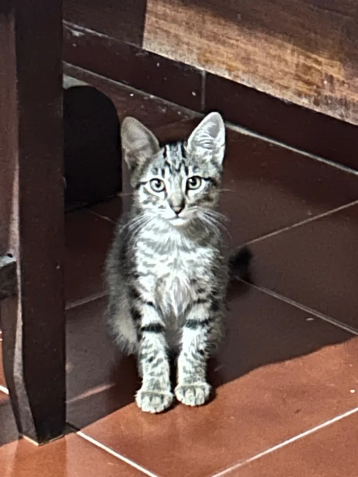 Gato raça SRD-ViraLata idade 2 a 6 meses nome Tico e Teco