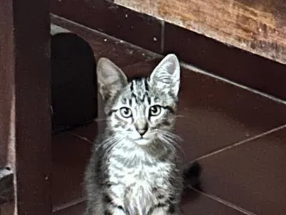 Gato raça SRD-ViraLata idade 2 a 6 meses nome Tico e Teco