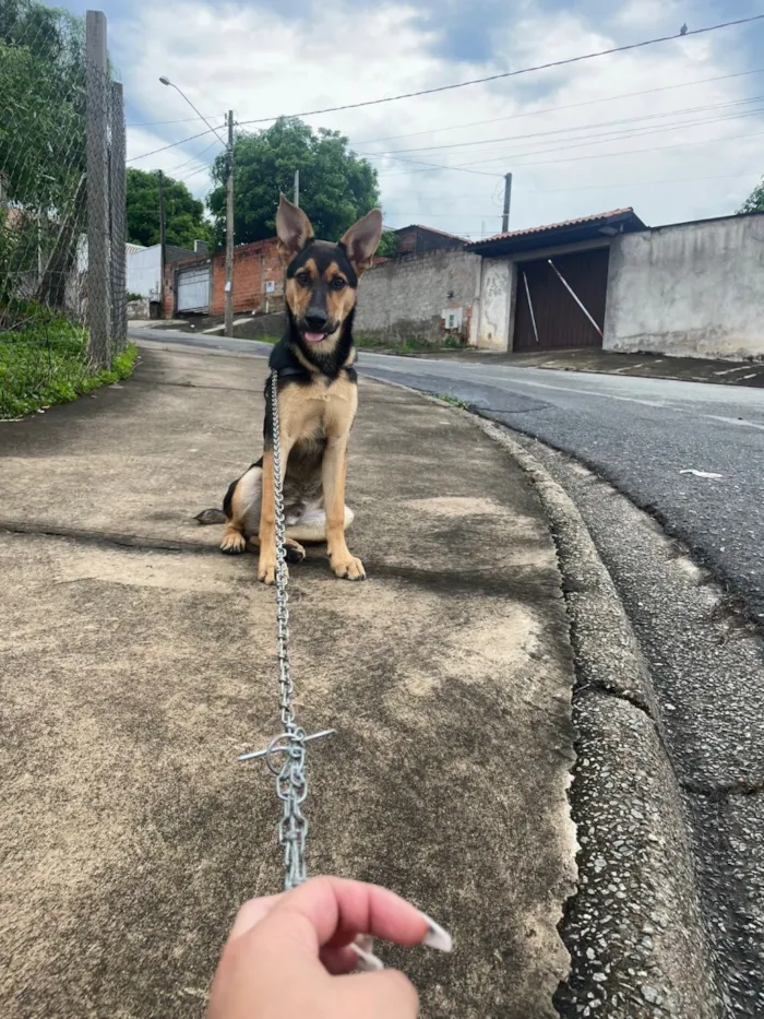 Cachorro raça Pastor Alemão idade 7 a 11 meses nome luccky