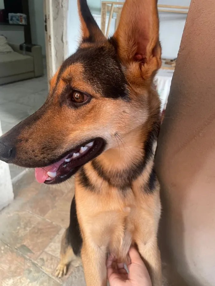 Cachorro raça Pastor Alemão idade 7 a 11 meses nome luccky