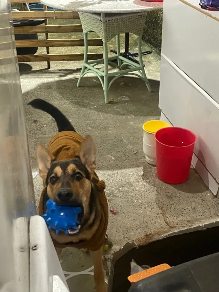 Cachorro raça Pastor Alemão idade 7 a 11 meses nome luccky