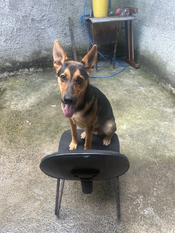 Cachorro raça Pastor Alemão idade 7 a 11 meses nome luccky