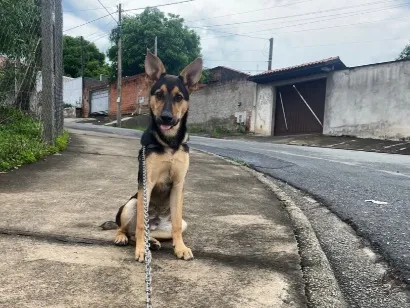 Cachorro raça Pastor Alemão idade 7 a 11 meses nome luccky