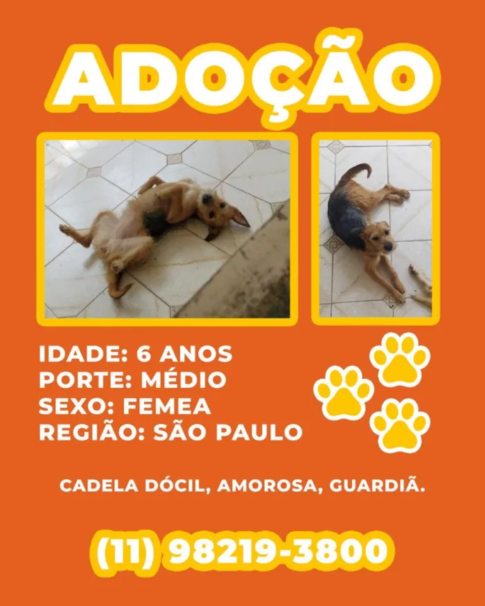 Cachorro raça SRD-ViraLata idade 6 ou mais anos nome Leona