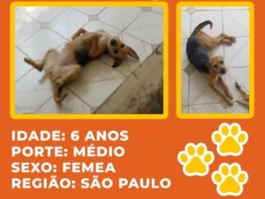 Cachorro raça SRD-ViraLata idade 6 ou mais anos nome Leona