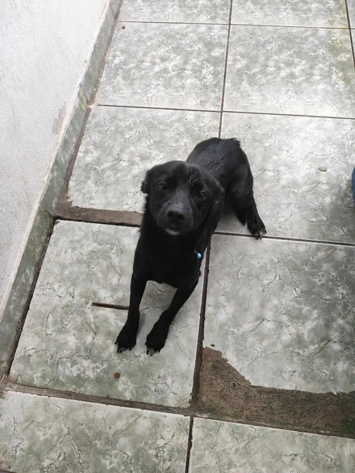 Cachorro raça SRD-ViraLata idade 2 anos nome Pantera