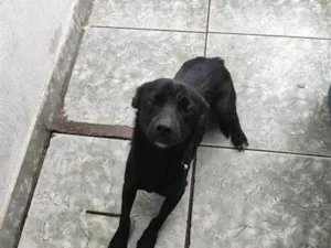 Cachorro raça SRD-ViraLata idade 2 anos nome Pantera
