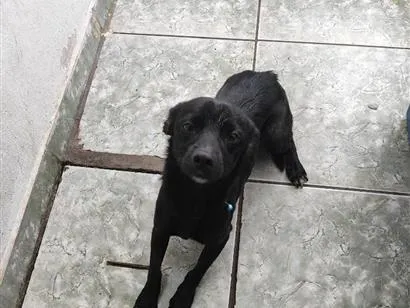 Cachorro raça SRD-ViraLata idade 2 anos nome Pantera