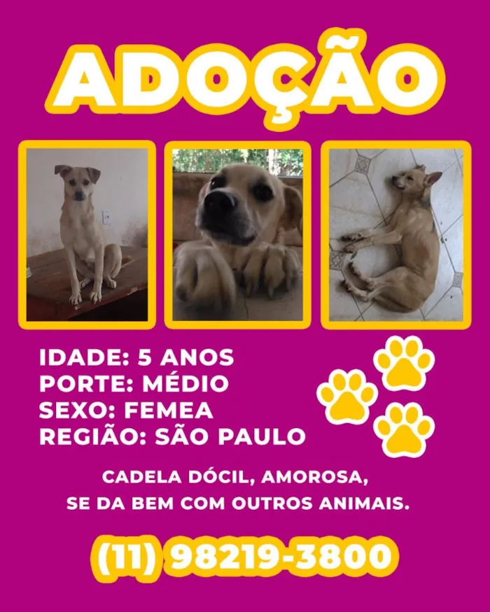 Cachorro raça SRD-ViraLata idade 5 anos nome Luna
