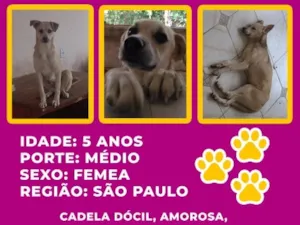 Cachorro raça SRD-ViraLata idade 5 anos nome Luna