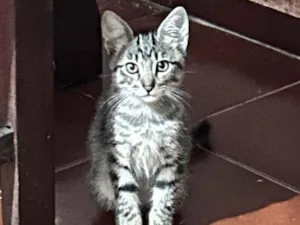 Gato raça SRD-ViraLata idade 2 a 6 meses nome Tico e Teco