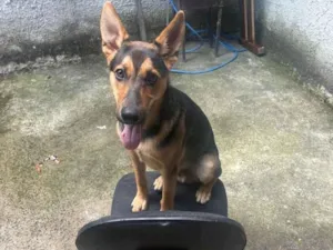 Cachorro raça Pastor Alemão idade 7 a 11 meses nome luccky