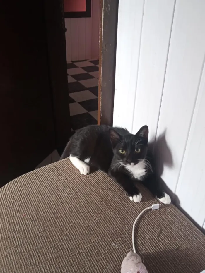 Gato raça SRD-ViraLata idade 2 a 6 meses nome Banguela