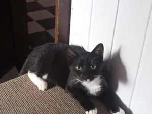 Gato raça SRD-ViraLata idade 2 a 6 meses nome Banguela