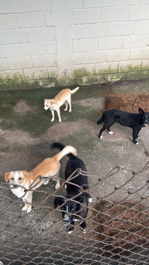 Cachorro raça SRD-ViraLata idade 2 a 6 meses nome Não tem 