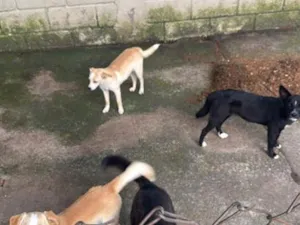 Cachorro raça SRD-ViraLata idade 2 a 6 meses nome Não tem 