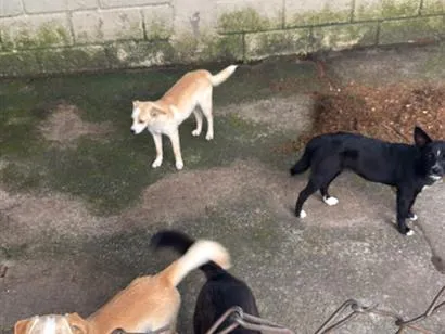Cachorro raça SRD-ViraLata idade 2 a 6 meses nome Não tem 