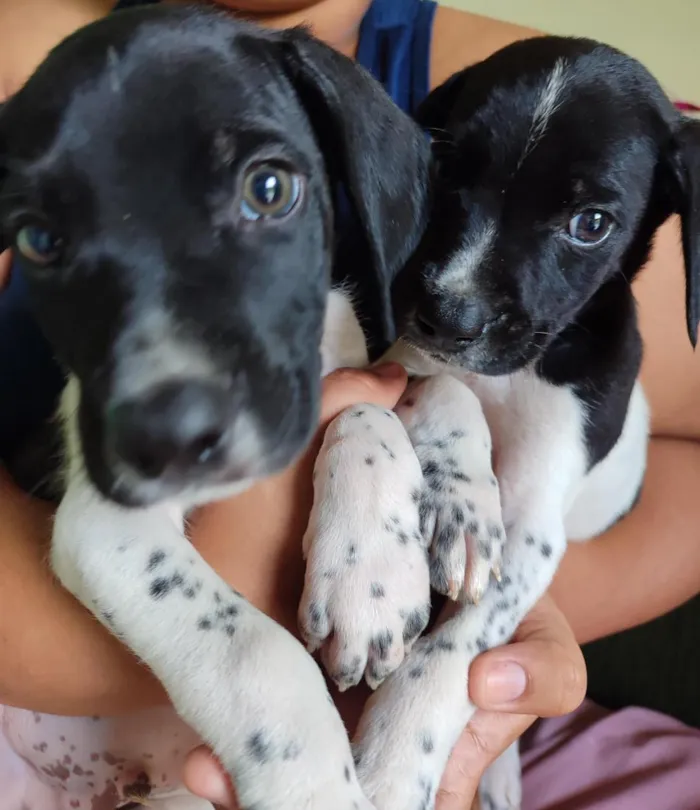 Cachorro raça Dálmata idade 2 a 6 meses nome Dominic e Dante