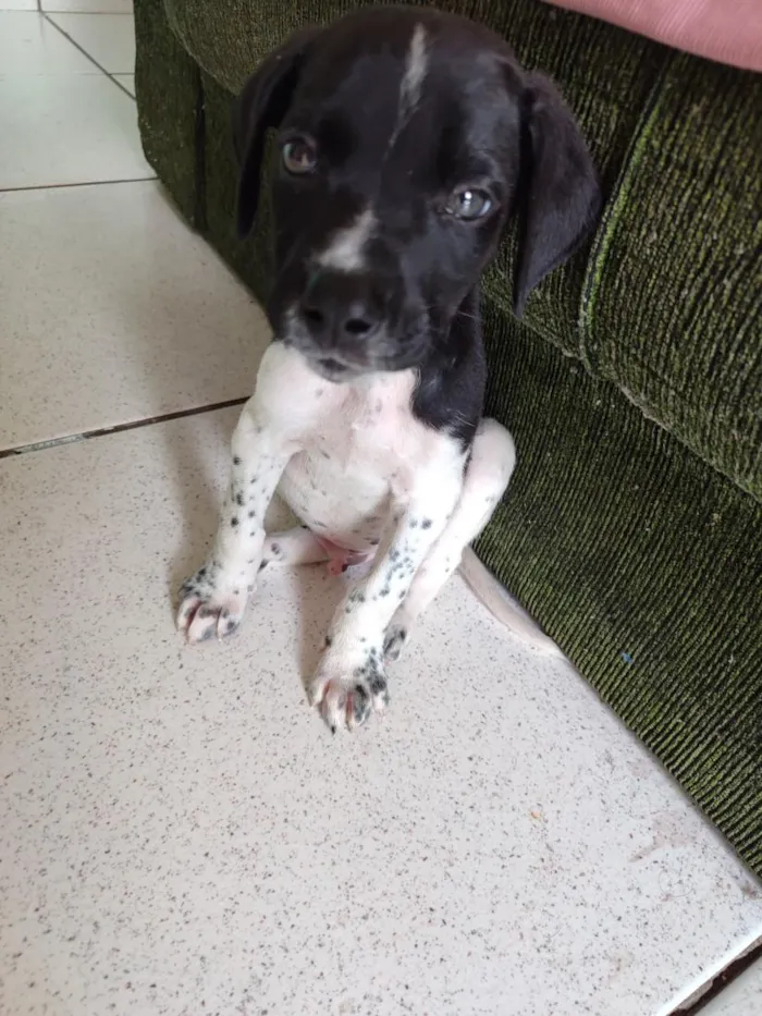 Cachorro raça Dálmata idade 2 a 6 meses nome Dominic e Dante