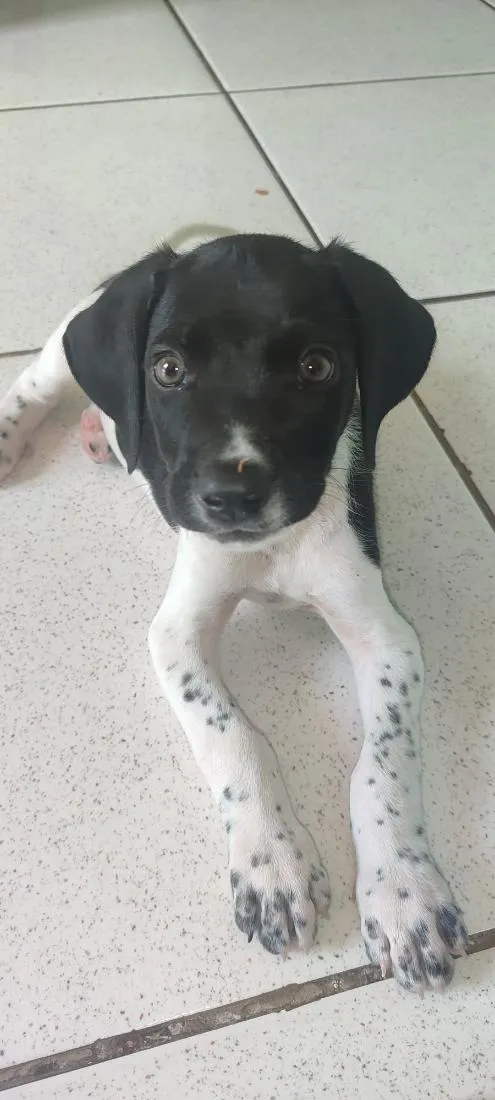 Cachorro raça Dálmata idade 2 a 6 meses nome Dominic e Dante