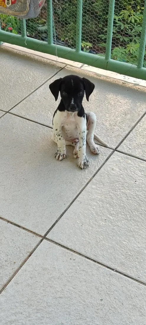 Cachorro raça Dálmata idade 2 a 6 meses nome Dominic e Dante