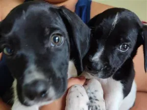 Cachorro raça Dálmata idade 2 a 6 meses nome Dominic e Dante