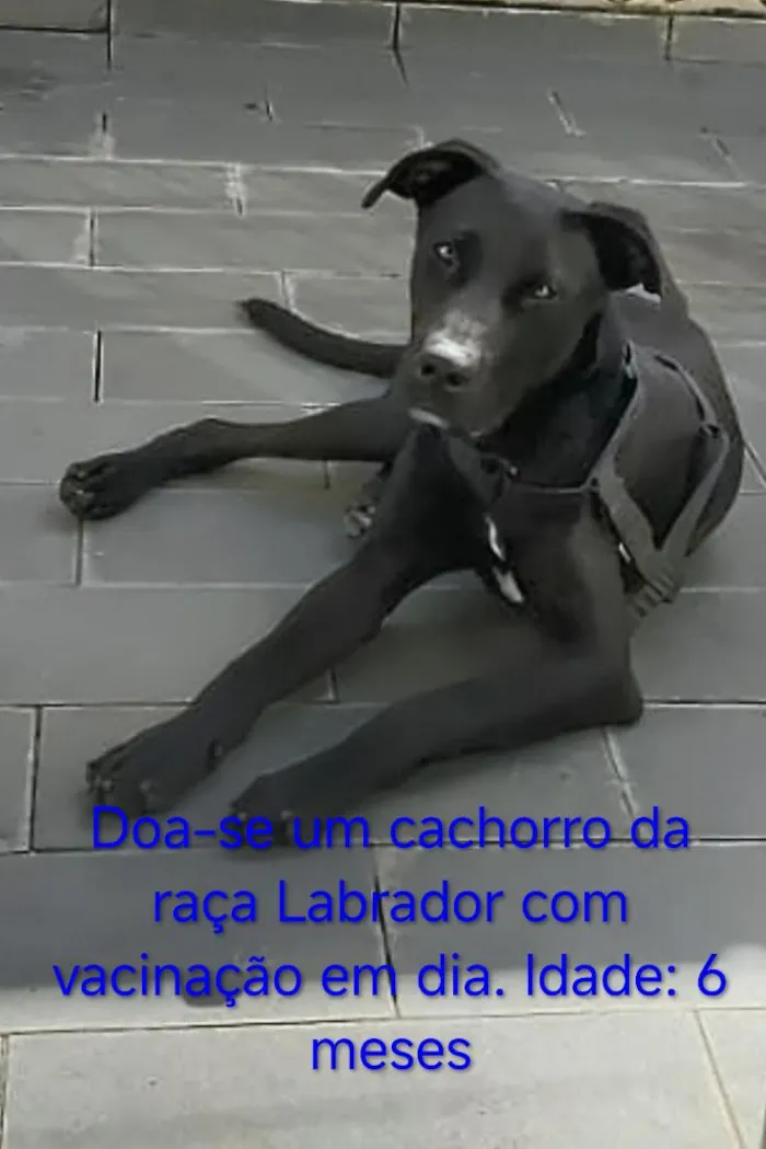 Cachorro raça Labrador idade 2 a 6 meses nome Óreo