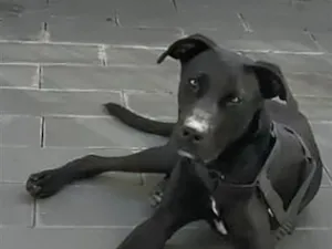 Cachorro raça Labrador idade 2 a 6 meses nome Óreo