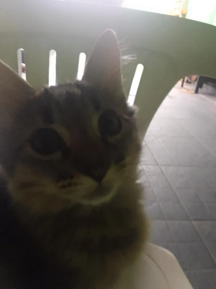 Gato raça SRD-ViraLata idade Abaixo de 2 meses nome Dedinha 