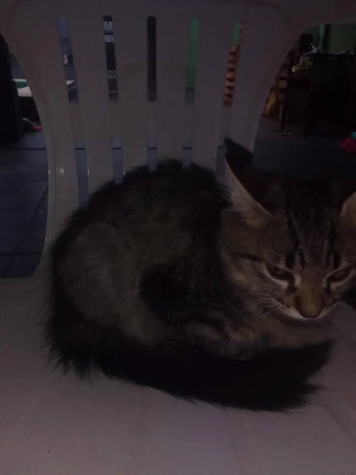 Gato raça SRD-ViraLata idade Abaixo de 2 meses nome Dedinha 