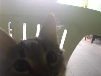 Gato raça SRD-ViraLata idade Abaixo de 2 meses nome Dedinha 