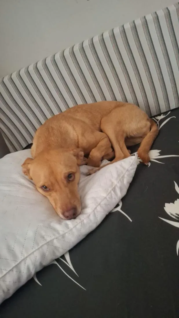 Cachorro raça SRD-ViraLata idade 5 anos nome Aurora 