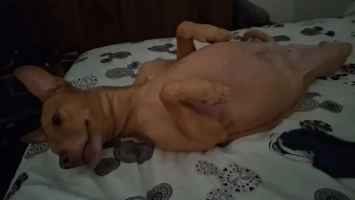 Cachorro raça SRD-ViraLata idade 5 anos nome Aurora 
