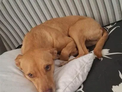Cachorro raça SRD-ViraLata idade 5 anos nome Aurora 