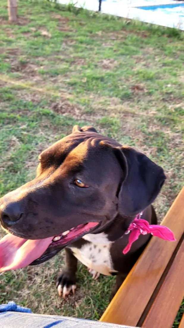 Cachorro raça Pit-Bull idade 3 anos nome Yuna