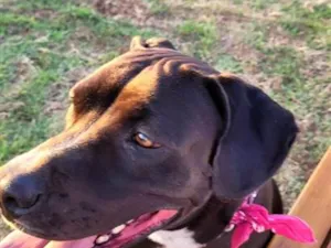 Cachorro raça Pit-Bull idade 3 anos nome Yuna