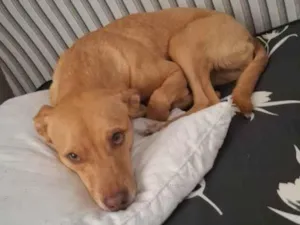 Cachorro raça SRD-ViraLata idade 5 anos nome Aurora 