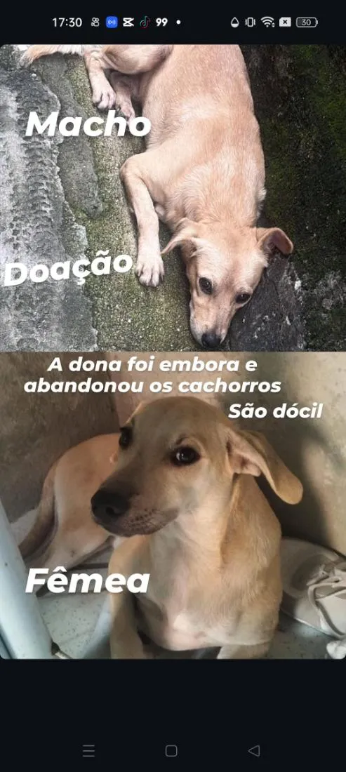 Cachorro raça SRD-ViraLata idade 2 a 6 meses nome não sei